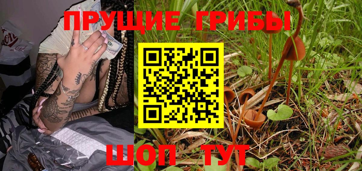 Галлюциногенные грибы Psilocybine cubensis Вязники